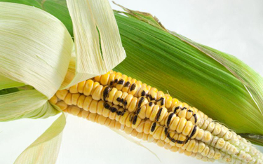 Znakowanie żywności: będzie możliwość informowaniu o braku GMO