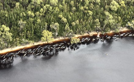 Wybrzeża Tasmanii. Zginęło już 380 grindwali