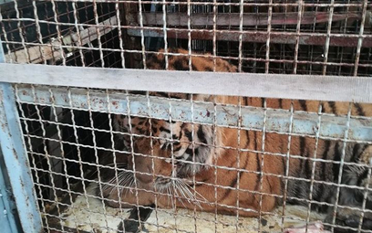 W takich warunkach przewożone były tygrysy z Włoch, docelowo do Dagestanu. Zdjęcie pochodzi z fanpag