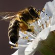 UE wprowadza zakaz pestycydów szkodliwych dla pszczół