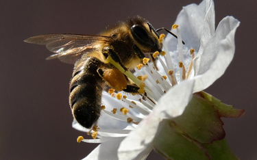 UE wprowadza zakaz pestycydów szkodliwych dla pszczół