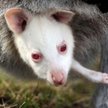 Kangur albinos