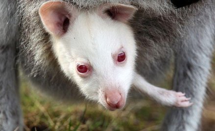 Kangur albinos