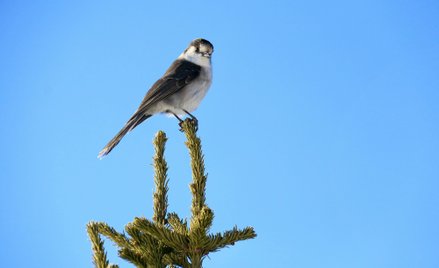 W badaniu liczono ptaki na wyznaczonych trasach. Do analizy wybrano 1033 trasy, obejmujące łącznie 2