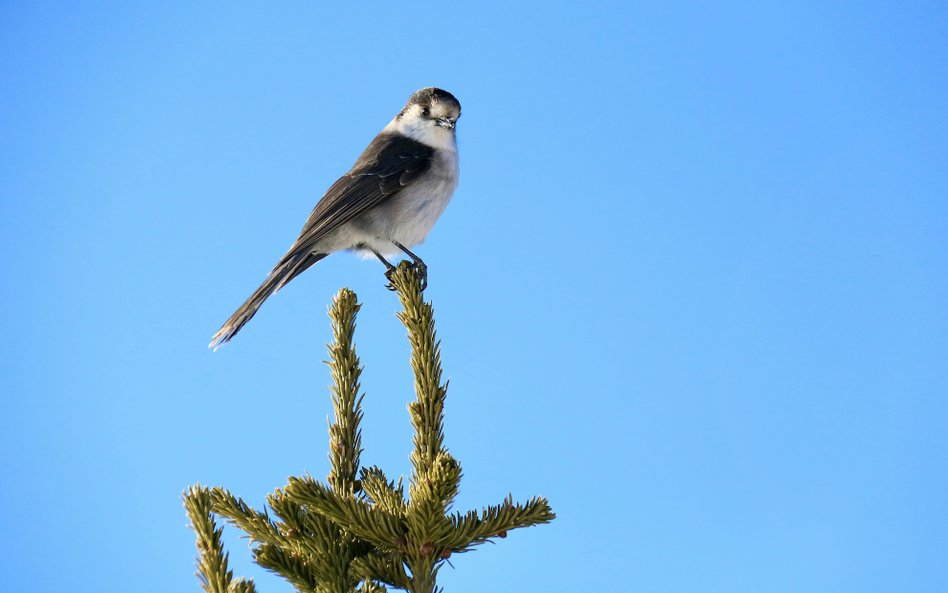 W badaniu liczono ptaki na wyznaczonych trasach. Do analizy wybrano 1033 trasy, obejmujące łącznie 2
