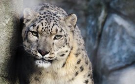 Irbisy śnieżne, jak Suri, w swoim naturalnym środowisku potrafią być niemal niewidoczne, stąd nazywa