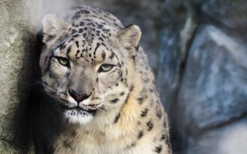 Irbisy śnieżne, jak Suri, w swoim naturalnym środowisku potrafią być niemal niewidoczne, stąd nazywa