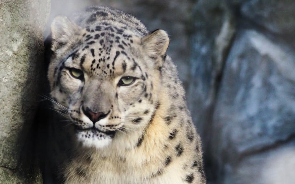 Irbisy śnieżne, jak Suri, w swoim naturalnym środowisku potrafią być niemal niewidoczne, stąd nazywa