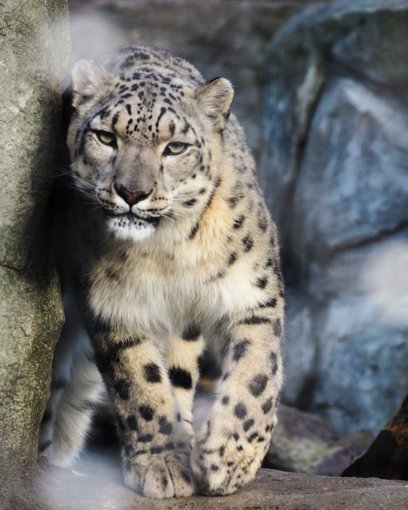 Irbisy śnieżne, jak Suri, w swoim naturalnym środowisku potrafią być niemal niewidoczne, stąd nazywa