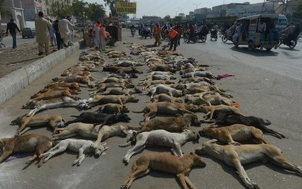 Pakistan. Władze Karaczi rozpoczęły operację eliminacji bezpańskich psów