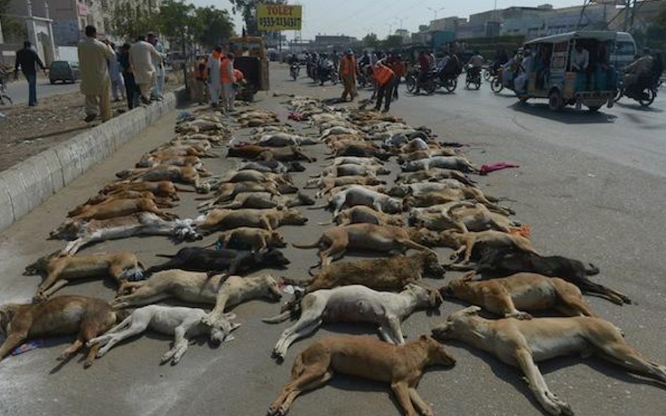 Pakistan. Władze Karaczi rozpoczęły operację eliminacji bezpańskich psów