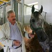 Amra to jedna ze sławnych klaczy, jakie padły w Janowie. Przyczyną śmierci był skręt jelit. Co go wy