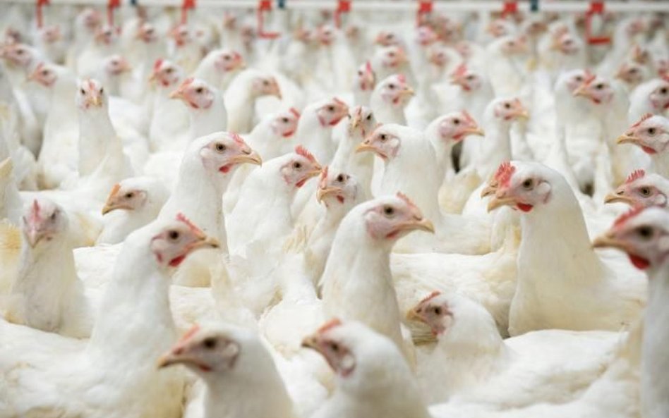 40 proc. mięsa drobiowego z polskich firm trafia na zagraniczne rynki
