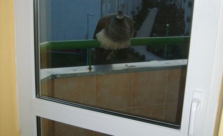 Paw-lokator i skutki jego pobytu na balkonie