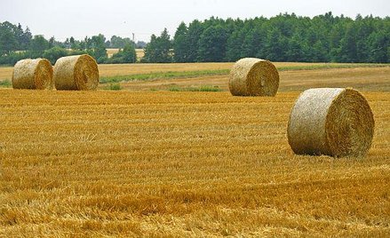 Widok Energia. Skok z NC na rynek główny dzięki biomasie