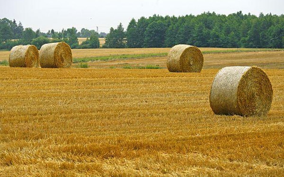 Widok Energia. Skok z NC na rynek główny dzięki biomasie