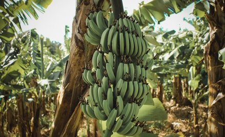 Plantacja bananów na Martynice.