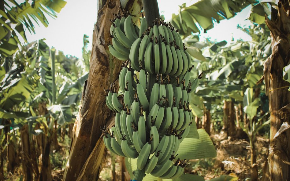 Plantacja bananów na Martynice.