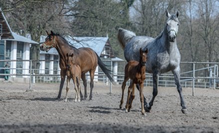 Stadnina w Janowie nie ma szczęścia do prezesów