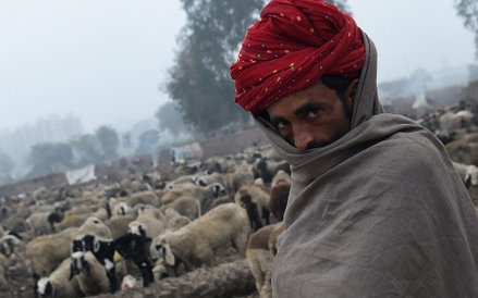 20 stycznia, Indie. Pasterz owiec z plemienia nomadów z Radżastanu.