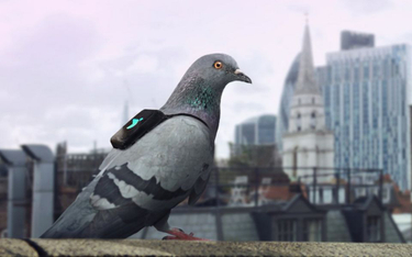 Gołębie z plecakami na grzbietach zbadały londyńskie powietrze