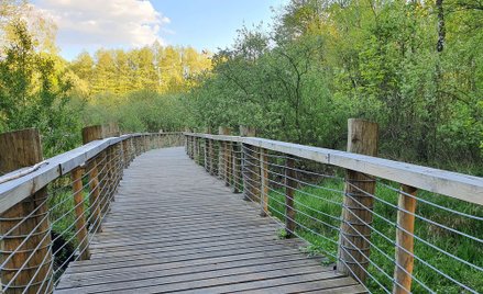 Rezerwat Łosiowe Błota