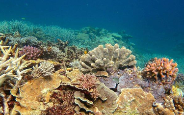 Wielka Rafa Koralowa ma szansę się zregenerować – twierdzą badacze