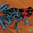Żaba o żywym zabarwieniu (Ranitomeya amazonica) żyje w lasach tropikalnych