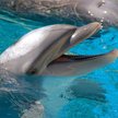 Delfiny w basenach nie są szczęśliwe - przekonują obrońcy praw zwierząt