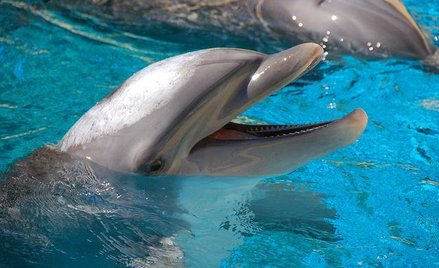 Delfiny w basenach nie są szczęśliwe - przekonują obrońcy praw zwierząt