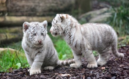 Umarły białe tygrysy. Zaraziły się koronawirusem?