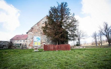 Cis "Henryk" jest najstarszym drzewem w Polsce, ma ok. 1280 lat.