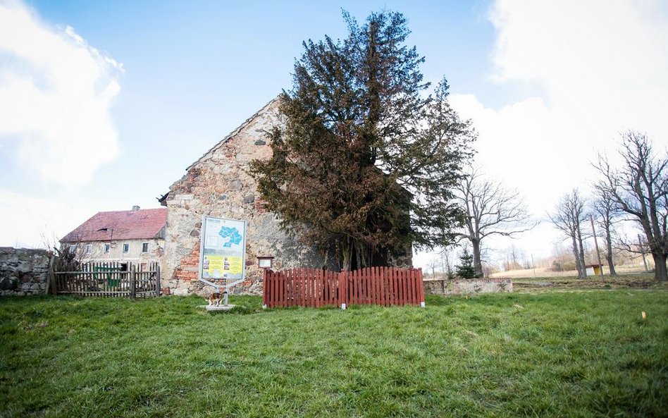 Cis "Henryk" jest najstarszym drzewem w Polsce, ma ok. 1280 lat.