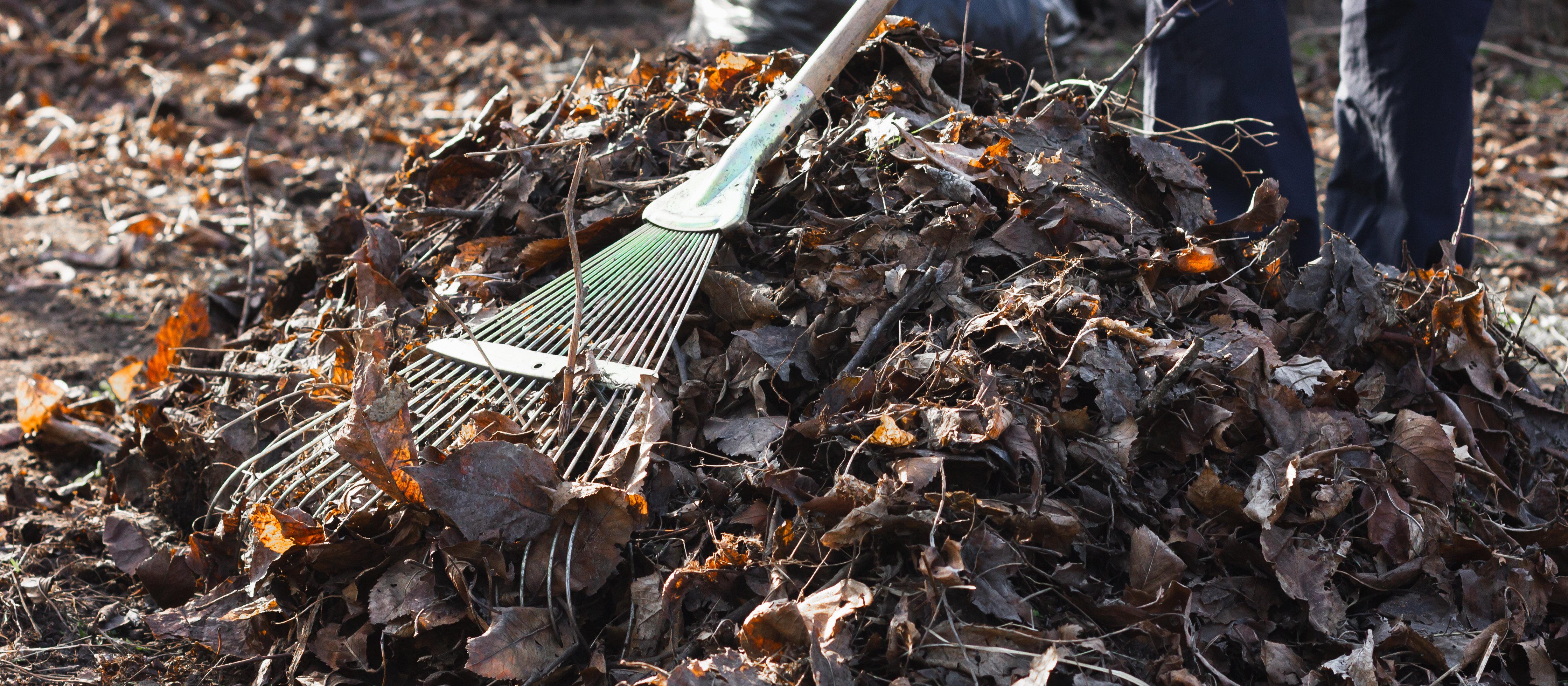 Czy można palić liście na działce? Oto aktualne przepisy