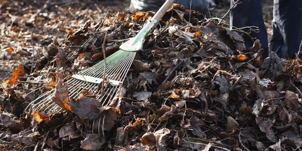 Czy można palić liście na działce? Oto aktualne przepisy