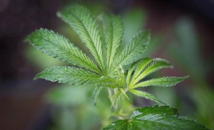 Marihuanowe akcje w gorącym tyglu nawet nagiej krótkiej sprzedaży