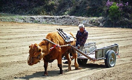 Skromna opowieść o parze staruszków