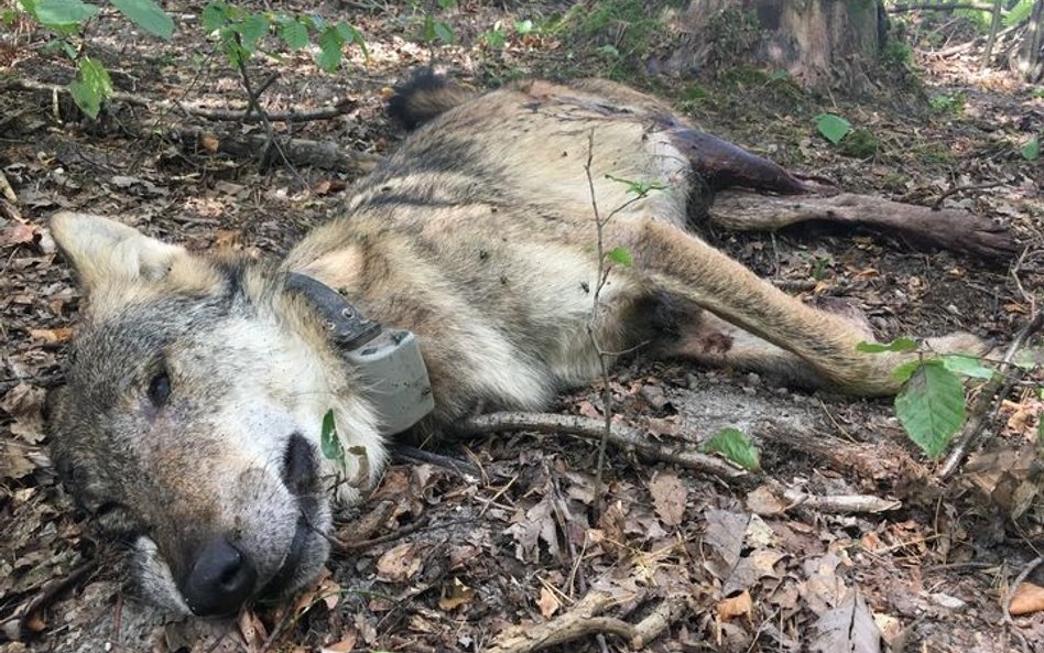 Zabójca wilka Kosego ustalony. Myśliwy usłyszał zarzuty