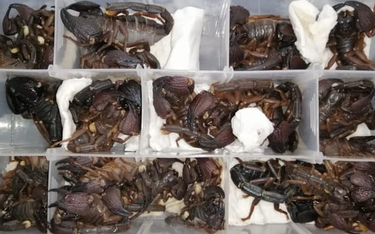 Sri Lanka: Chińczyk złapany na próbie przemytu 200 skorpionów