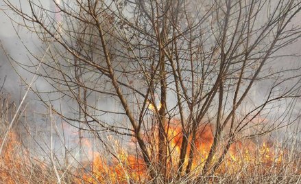 Wagarowicze podpalili trawy pod Mostem Siekierkowskim