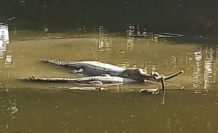 Zagrożony krokodyl złożył jaja. Szansa na uratowanie gatunku