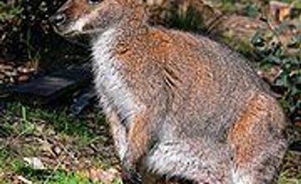 fot. GNU Free Documentation License/Benjamint444