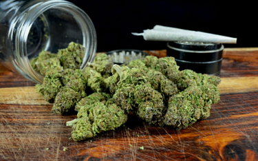 Producent marihuany sprzedał akcje za 4,4 mln zł w 11 minut