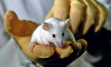 Człowiek będzie mógł się nauczyć od myszy, jak zregenerować serce po zawale – uważają naukowcy