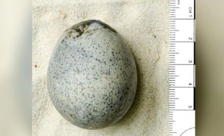 Naukowcy niechcący stłukli jaja sprzed 1700 lat