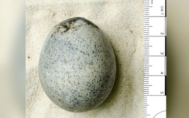 Naukowcy niechcący stłukli jaja sprzed 1700 lat