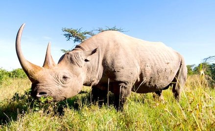 Nosorożce stały się celem dla kłusowników za sprawą rogów cenionych przez adeptów medycyny alternaty