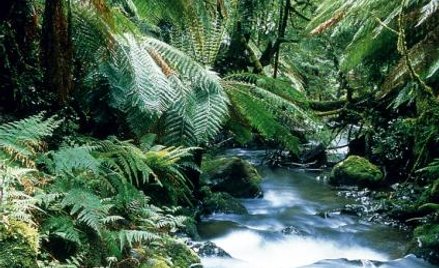 Tarkine. Zapomniana kraina