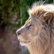Australia: Lwy zaatakowały pracownicę zoo. Kobieta walczy o życie