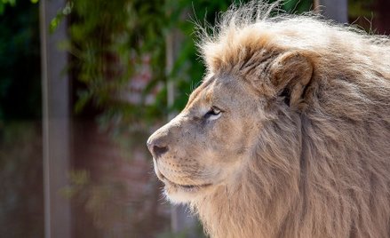 Australia: Lwy zaatakowały pracownicę zoo. Kobieta walczy o życie